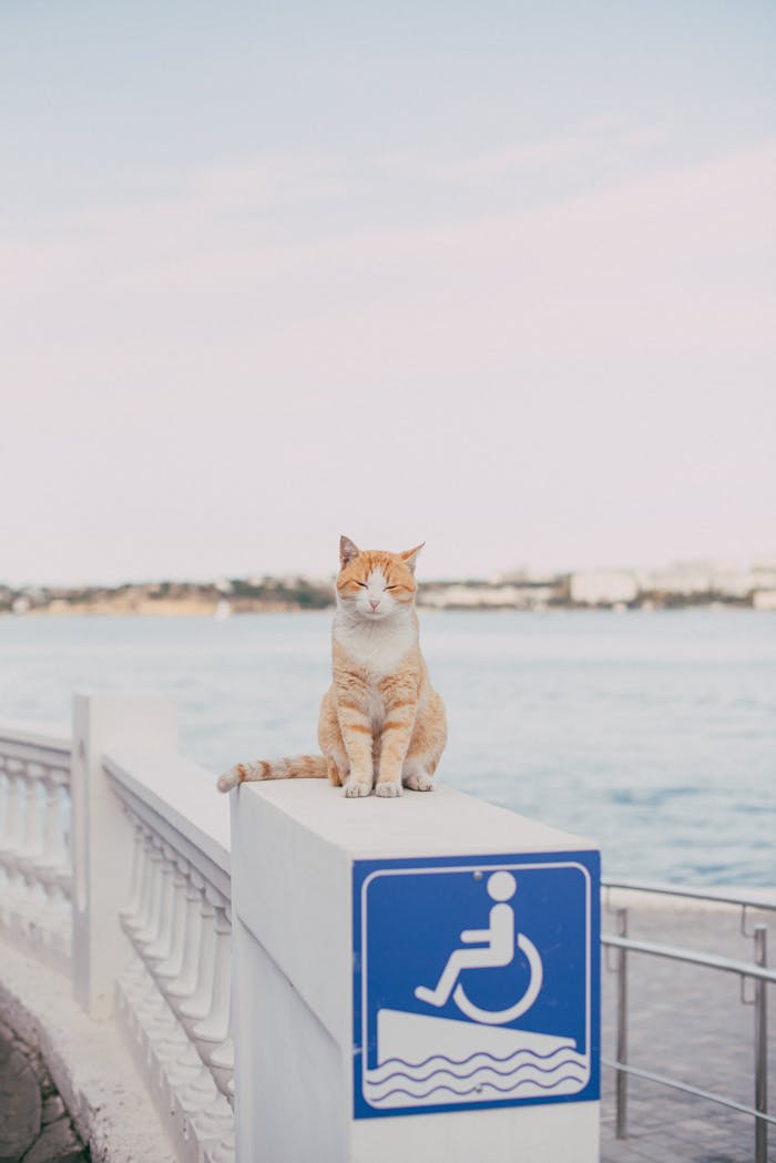 our-services-1 Adorable tabby cat sitting on a ramp sign by the Sevastopol waterfront on a sunny day.